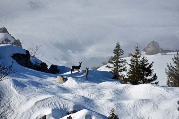 Les hauts plateaux sud du Vercors en raquette à neige – Image 5