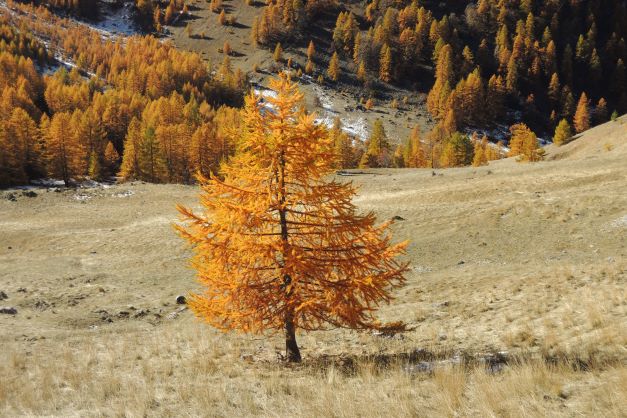 Forêts d'Automne – Image 4