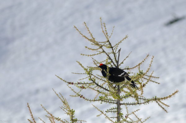 L'Oiseau blanc – Image 15