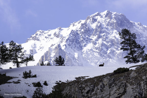 L'Oiseau blanc – Image 4