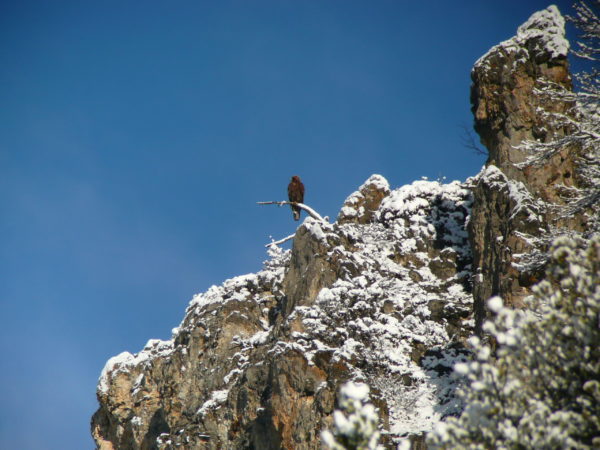 L'Oiseau blanc – Image 16