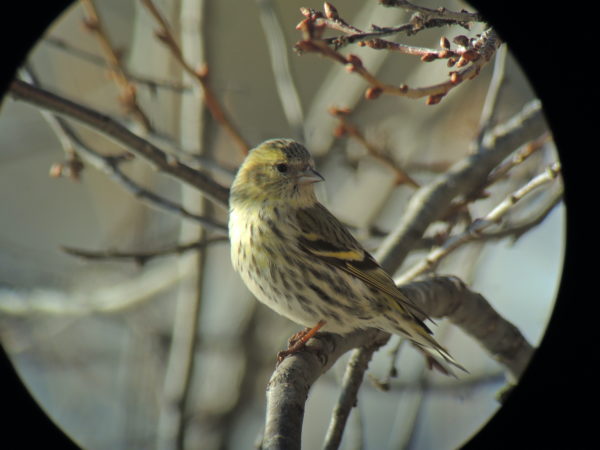 L'Oiseau blanc – Image 6