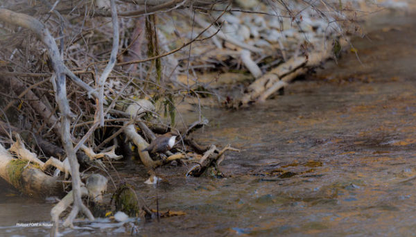 Oiseaux de montagne Juillet 2024 – Image 11