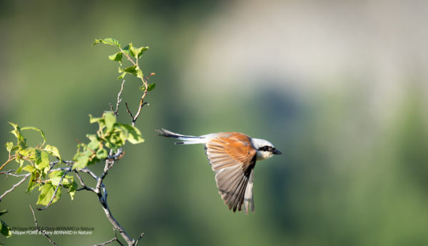 Oiseaux de montagne Juillet 2024 – Image 2