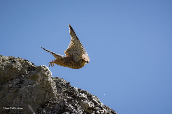 Oiseaux de montagne Juillet 2024 – Image 3