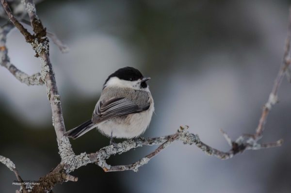 L'Oiseau blanc – Image 5