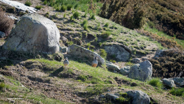 Oiseaux de montagne Juillet 2024 – Image 10