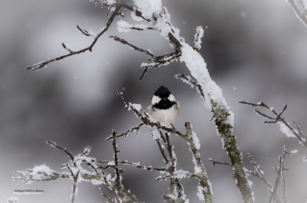 L'Oiseau blanc – Image 9