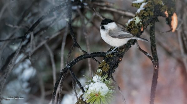 L'Oiseau blanc – Image 11