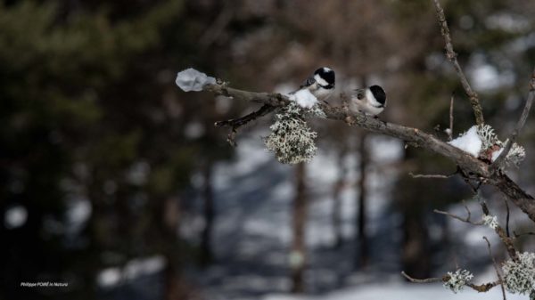 L'Oiseau blanc – Image 12