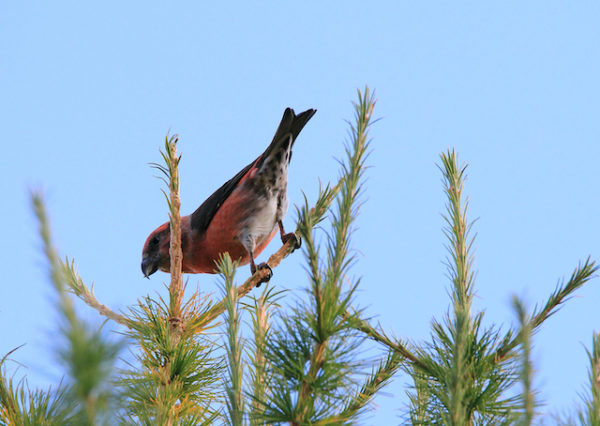 Oiseaux de montagne Juillet 2024 – Image 9