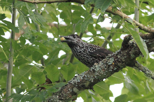Oiseaux de montagne Juillet 2024 – Image 5