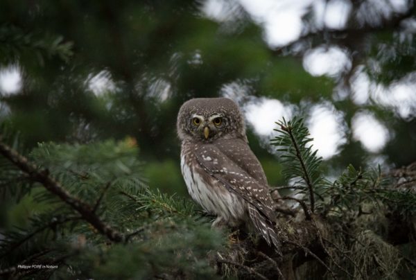 L'Oiseau blanc – Image 18