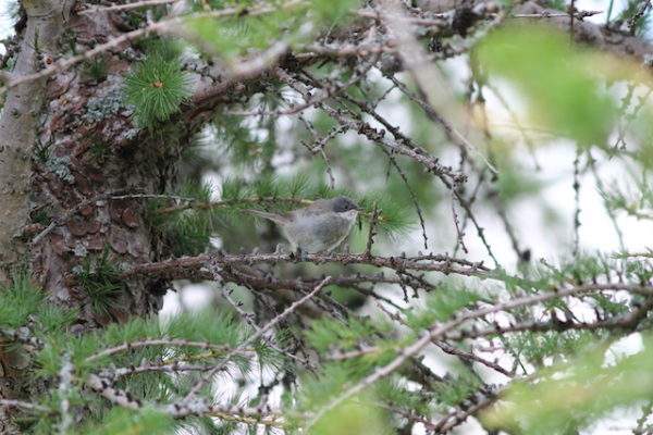 Oiseaux de montagne Juillet 2024 – Image 7