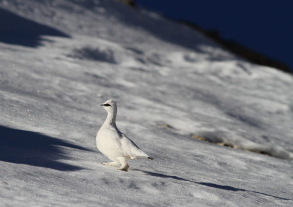 L'Oiseau blanc – Image 23