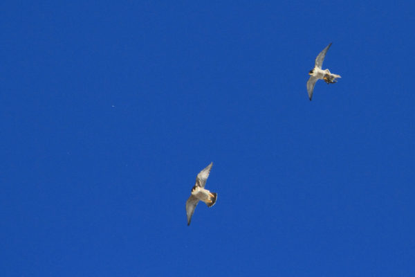 L'Oiseau blanc – Image 25