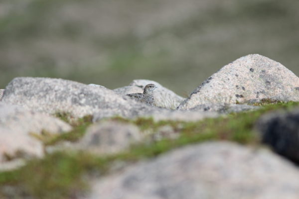 Oiseaux de montagne Juillet 2024 – Image 6