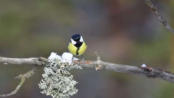 L'Oiseau blanc – Image 27
