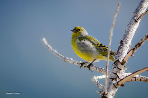 Oiseaux de montagne Juillet 2024 – Image 8