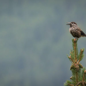 Oiseaux de montagne Juillet 2024