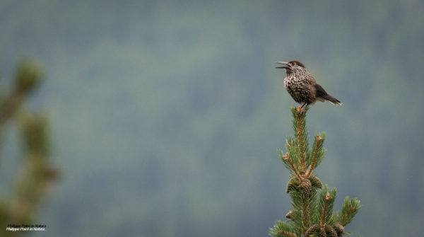 Oiseaux de montagne Juillet 2024