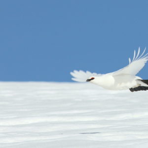 L'Oiseau blanc