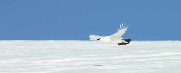 L'Oiseau blanc