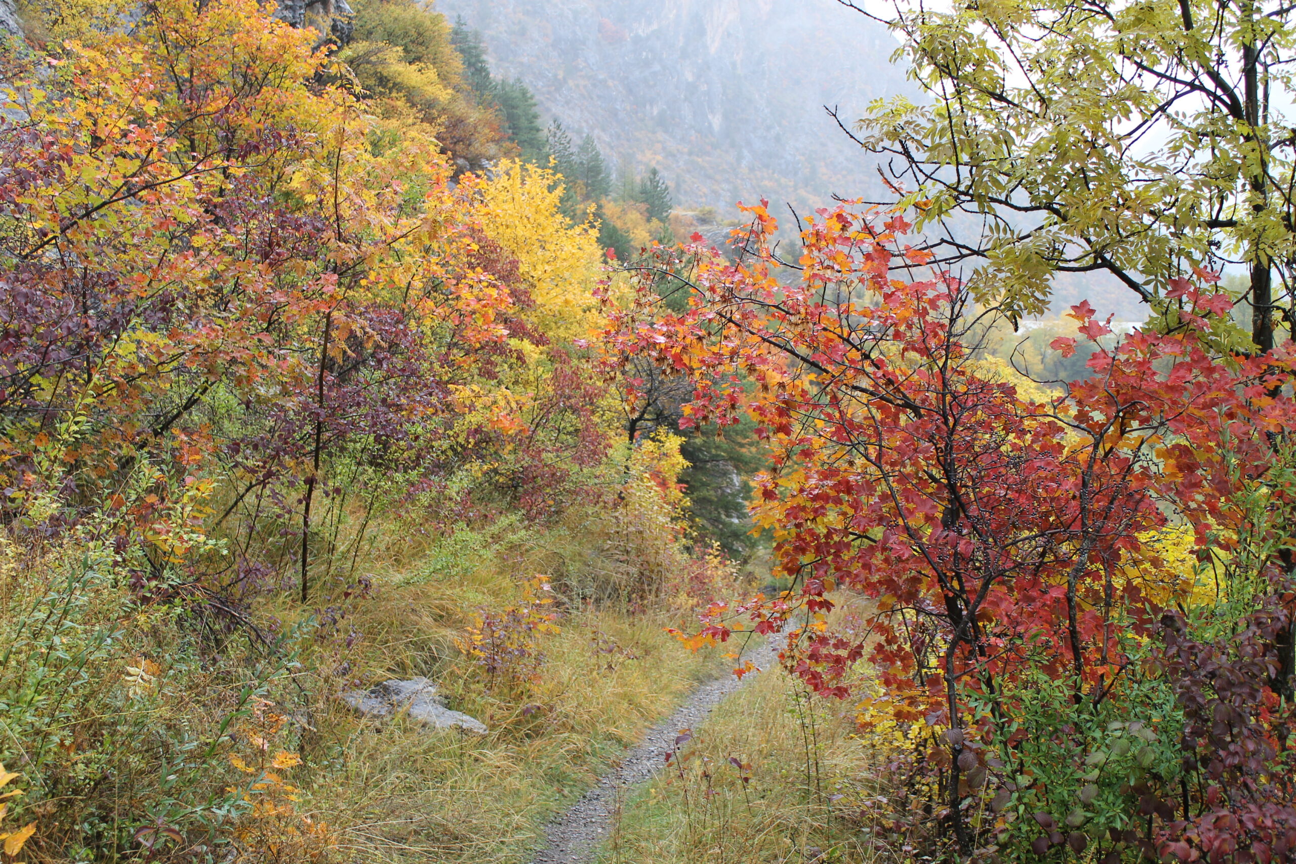 Forêts d'Automne – Image 12