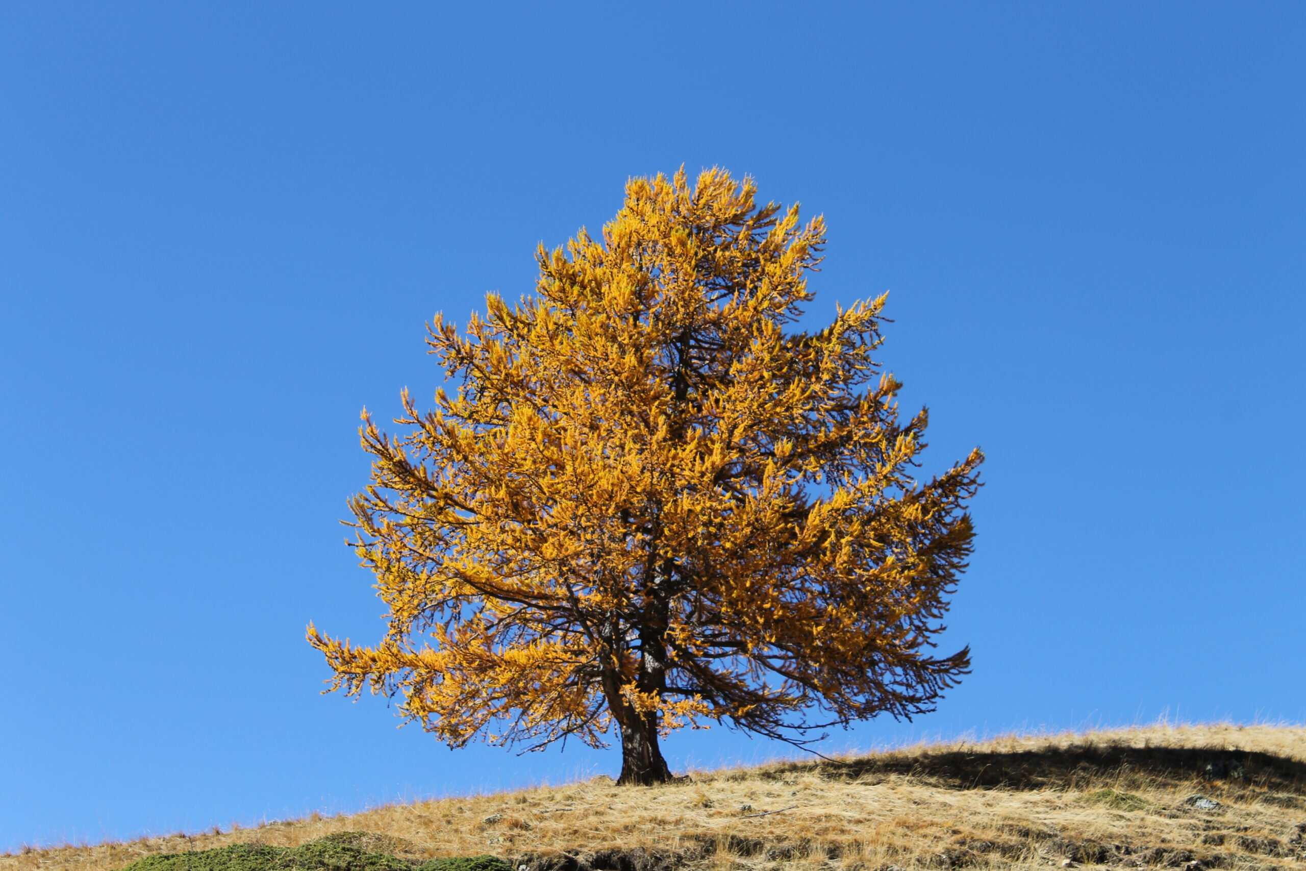 Forêts d'Automne – Image 9