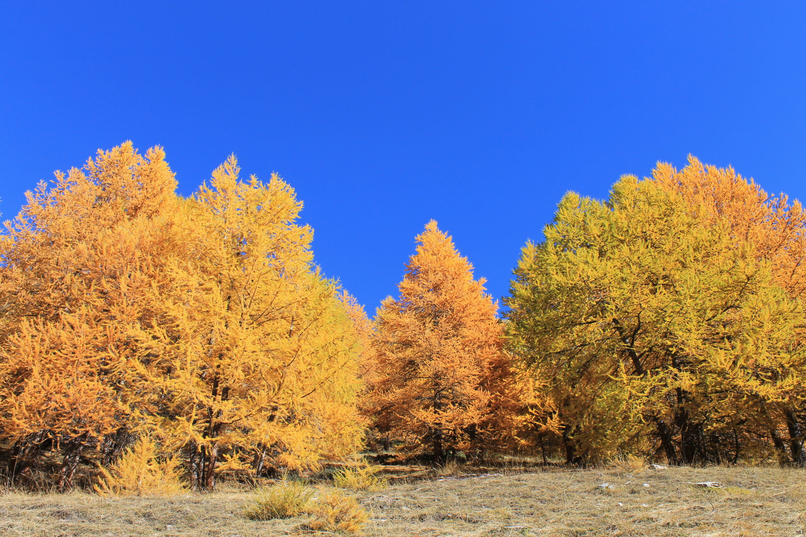 Forêts d'Automne – Image 13